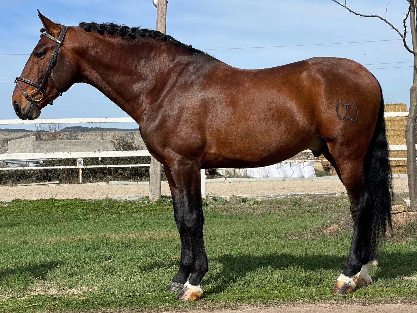 1- HAWA - 1.70Meters- stallion PIROFREE