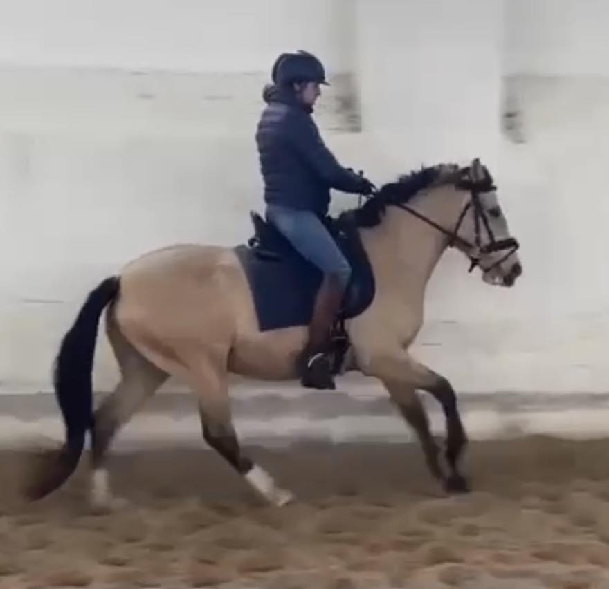 PONY LUSITANO