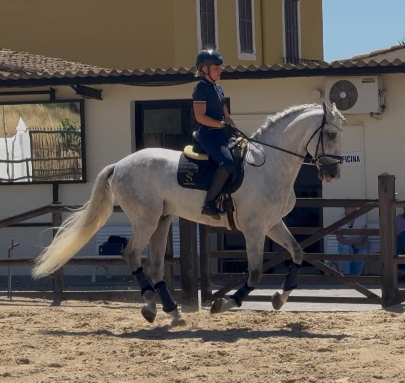 18-BONACHON - Amateur friendly young horse PRE