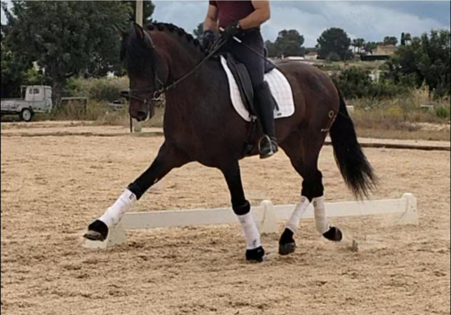 15-ANCLA - Future FEI Dressage show winner