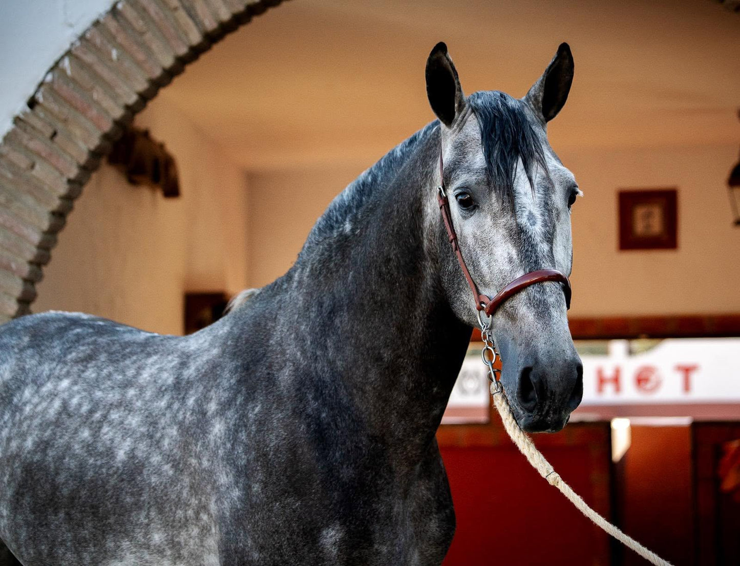 16-DAVE- Bompbroof youngster PRE ideal Adult Amateur riders