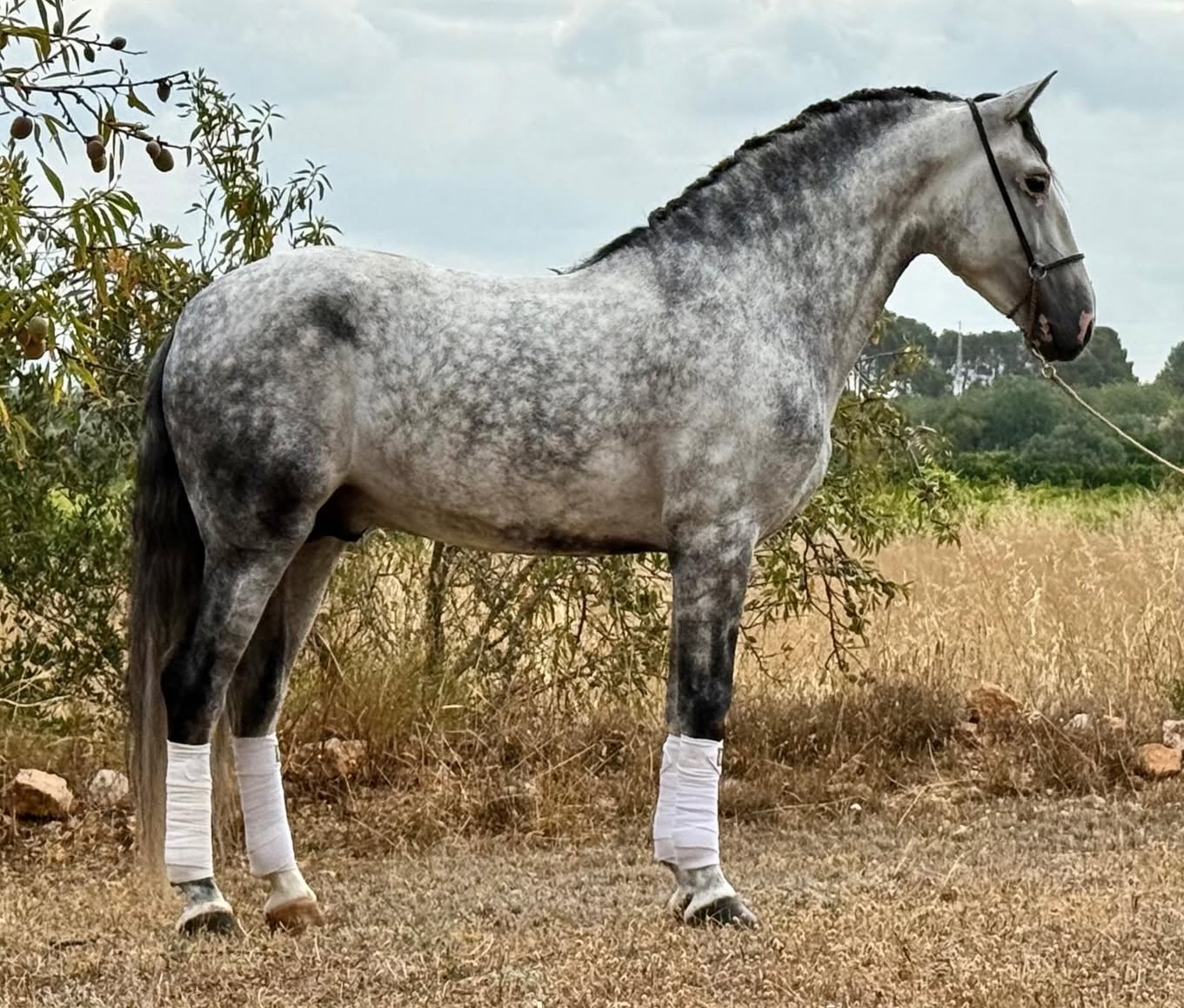 24- TORRELUNA - EYECATCHER PURA RAZA ESPAÑOL with quality dressage level