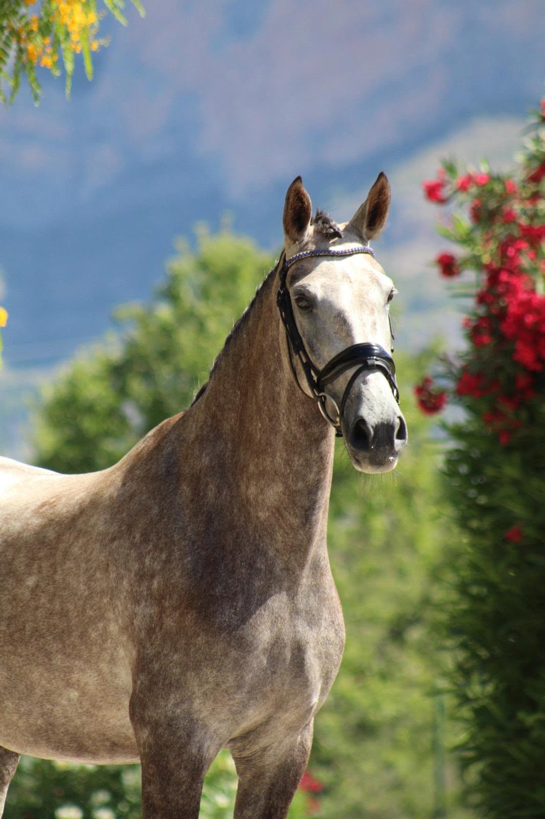 20- HEAVEN - PRE Mare daughter of JECOMIAS CEN- Pirofree