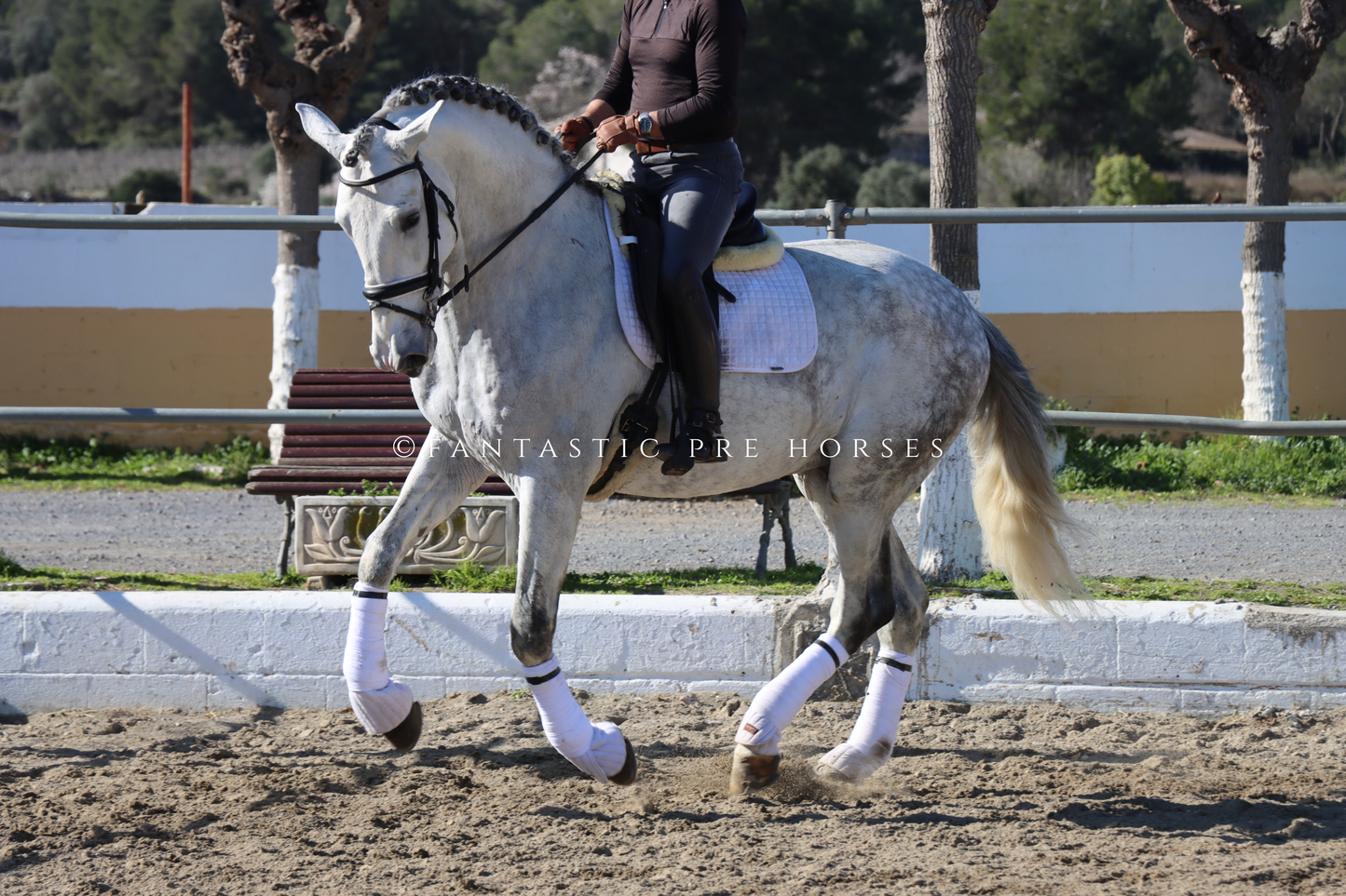 ADATI - PRE Stallion Top Bloodlines Level 3rd Flying changes