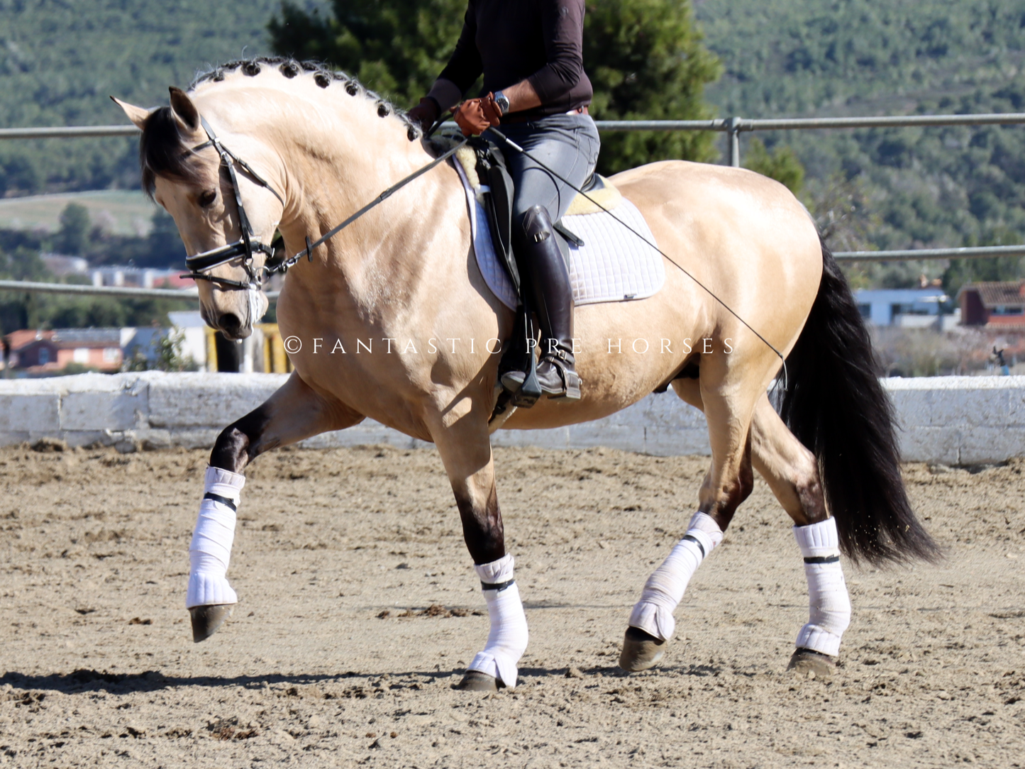 AGAVI - Bombproof Buckskin PRE with quality for dressage