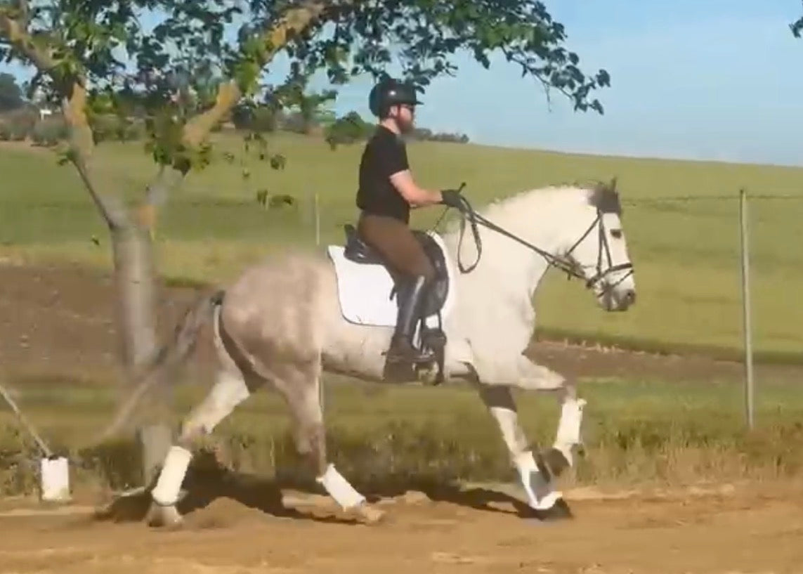 10-SETUB - FEI quality young Lusitano - Pirofree