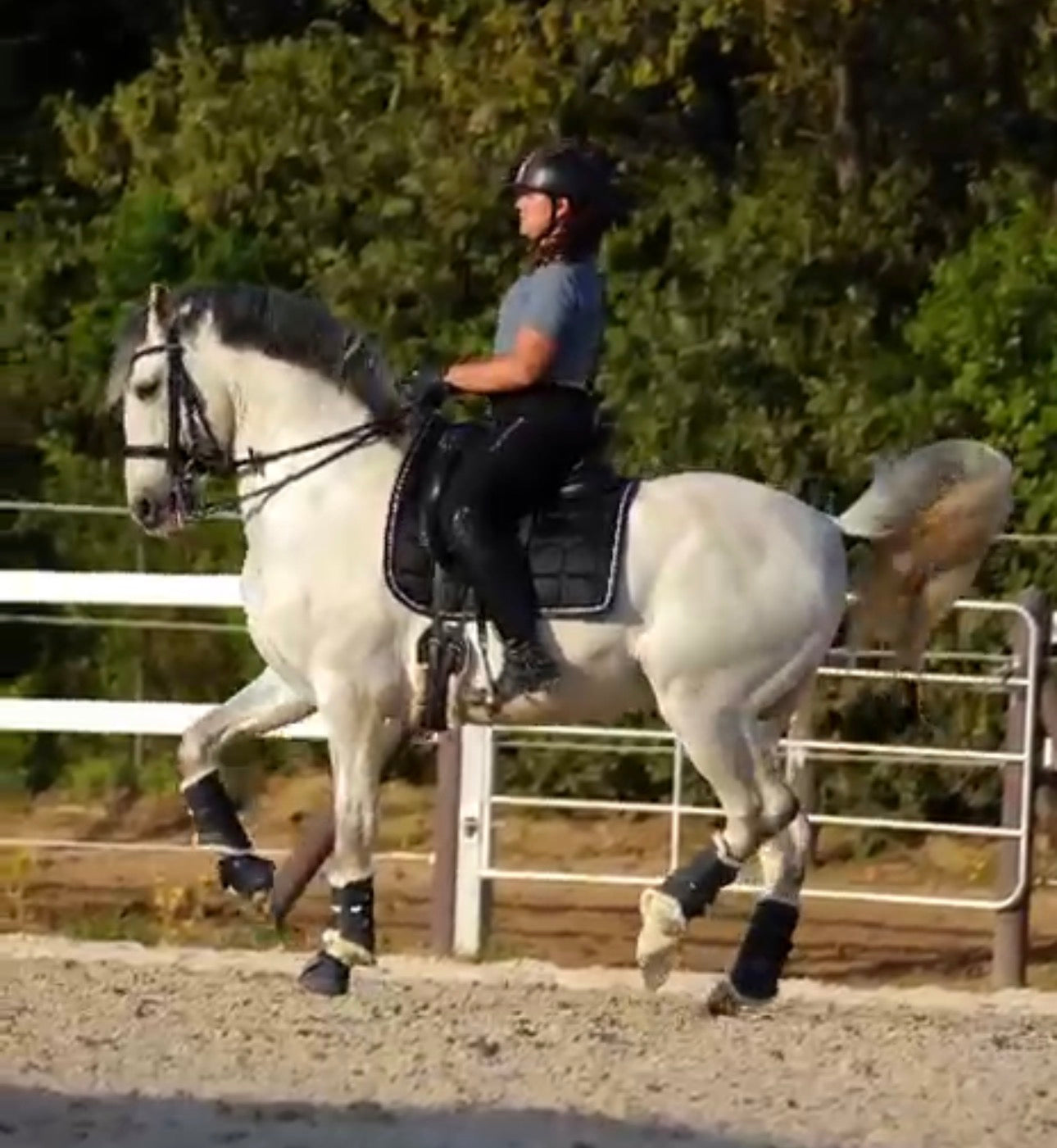 19- TORRES - Lovely and expressive Baroque PRE Stallion in PSG
