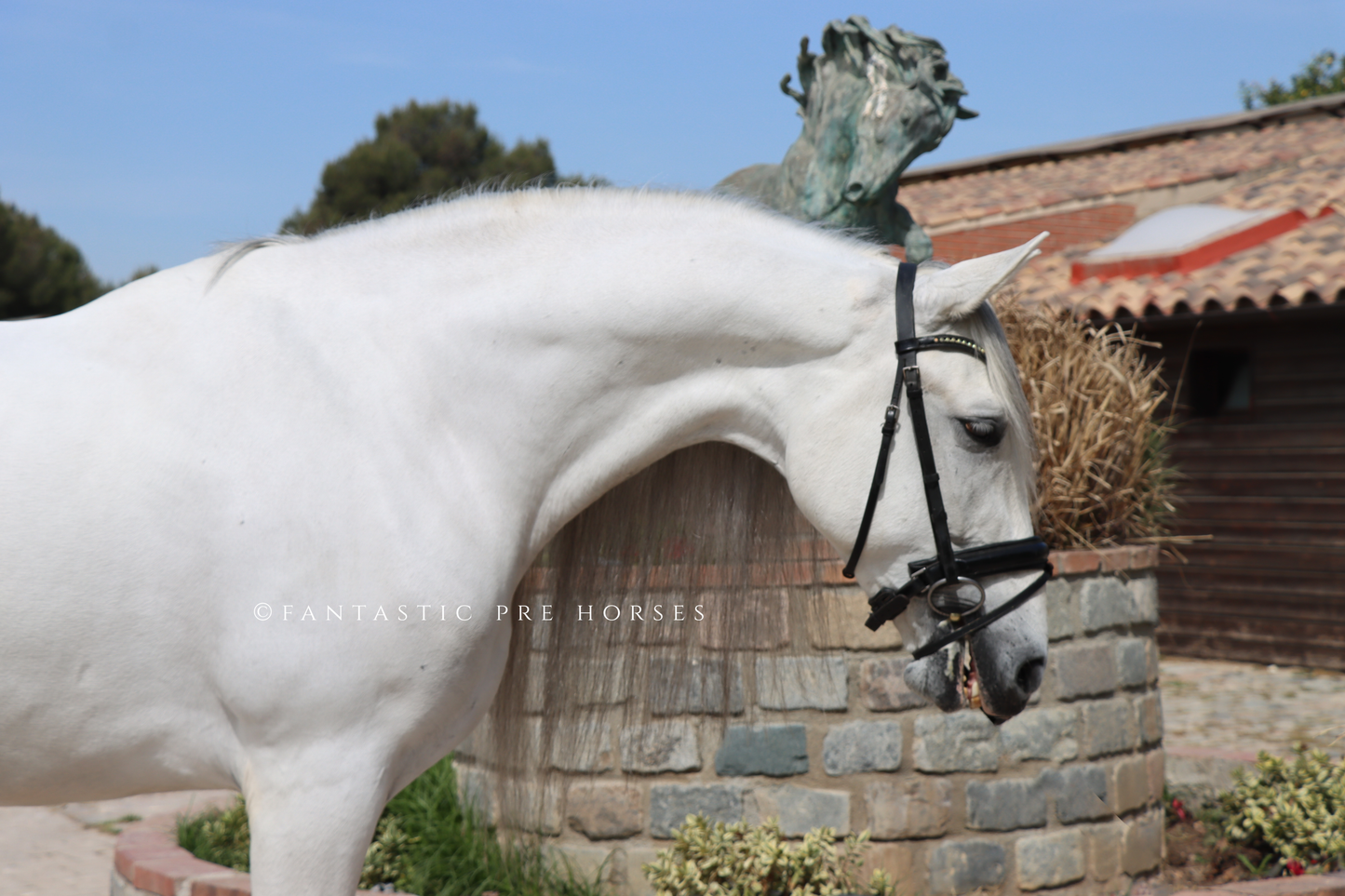 5-REYES DREAMHORSE ideal family horse to enjoy riding a beautiful and easygoing