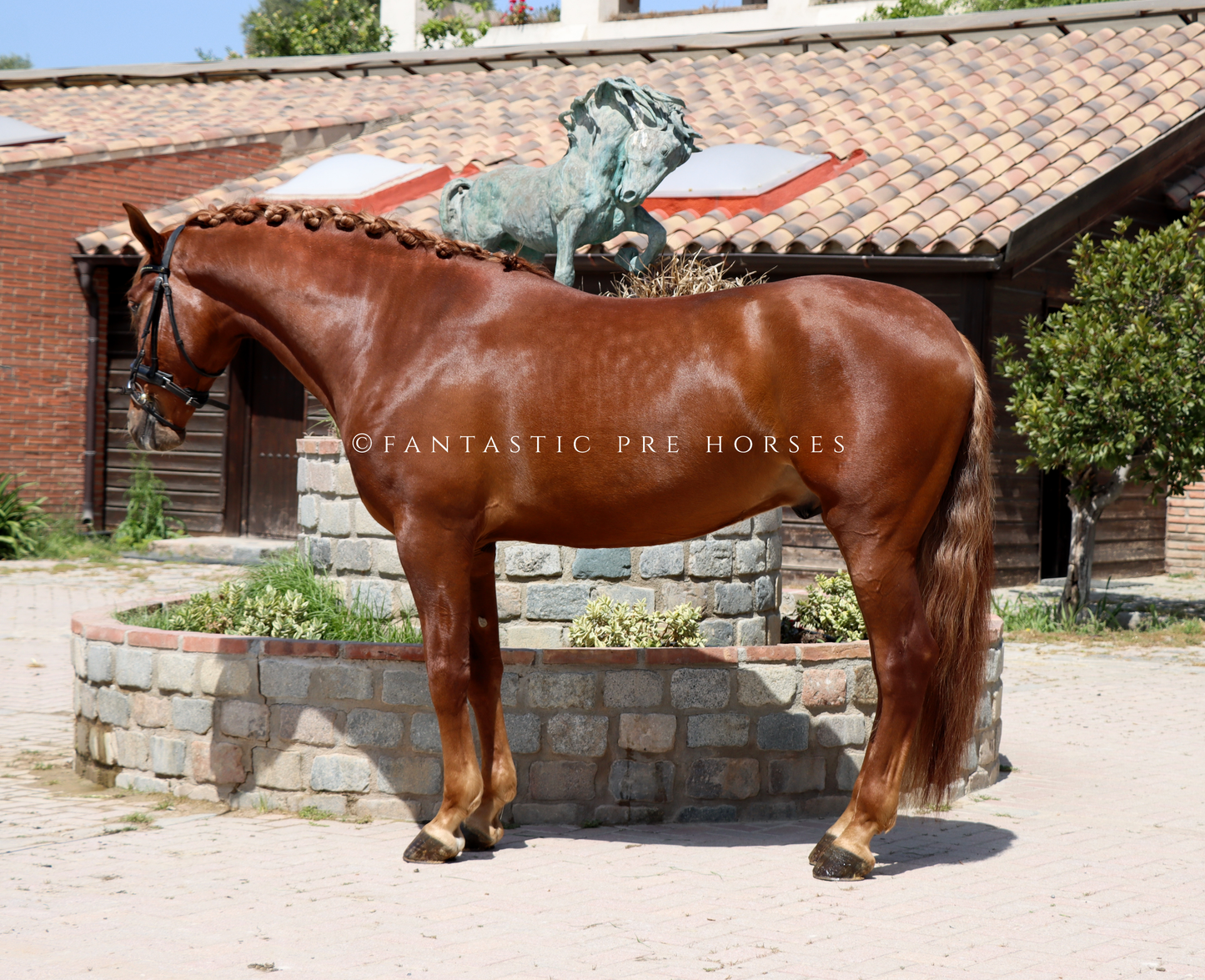 3-DIAMANTE - Young bombproof stallion PRE 4 year old