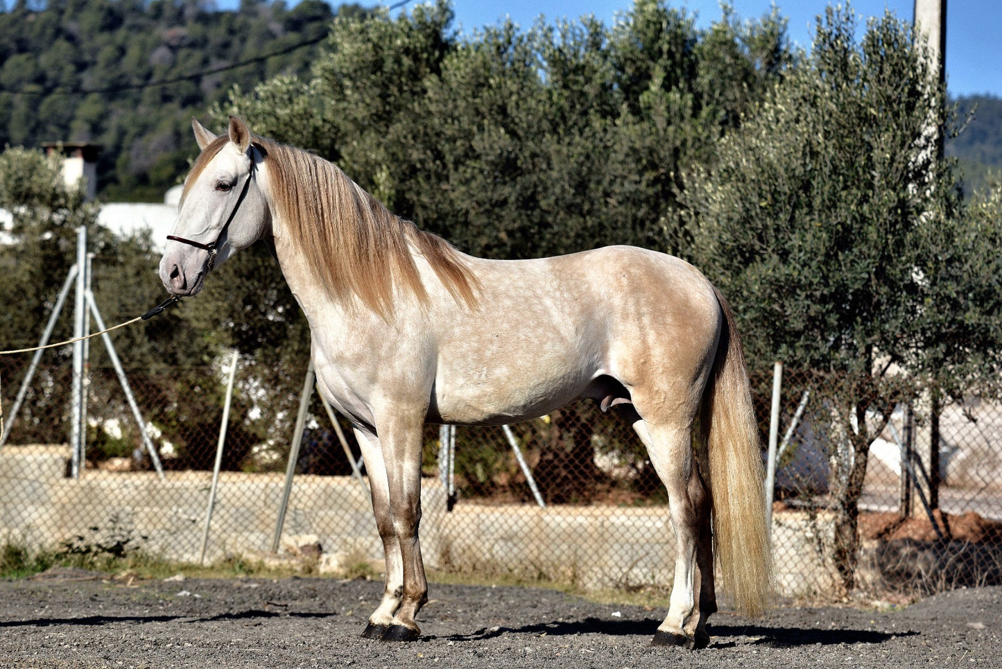 BIOR - False Isabelo