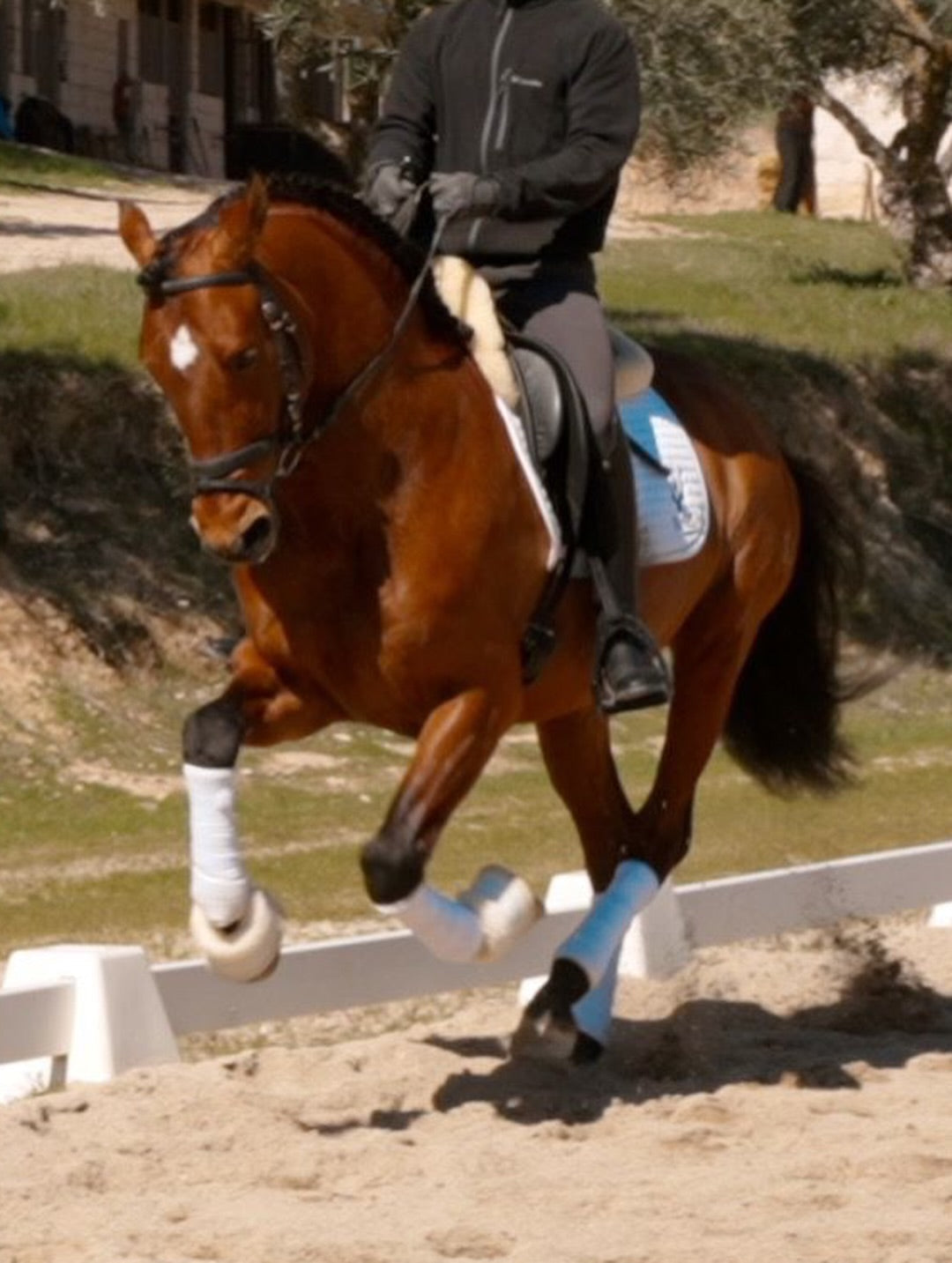 8-ARION - Lovely horse for hobby riders and low level dressage