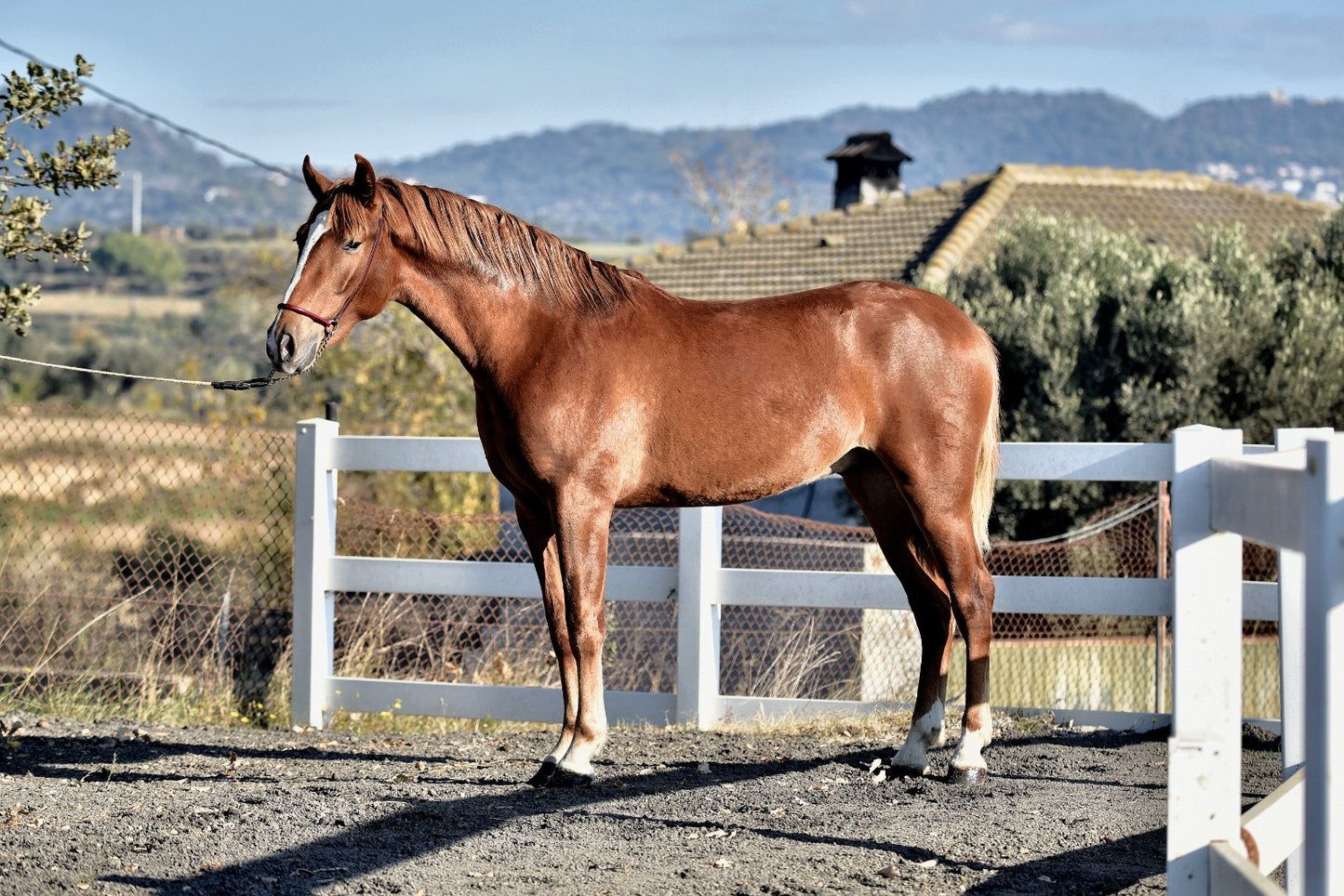 CAMPESINO - Top Bloodlines from Olympic horses