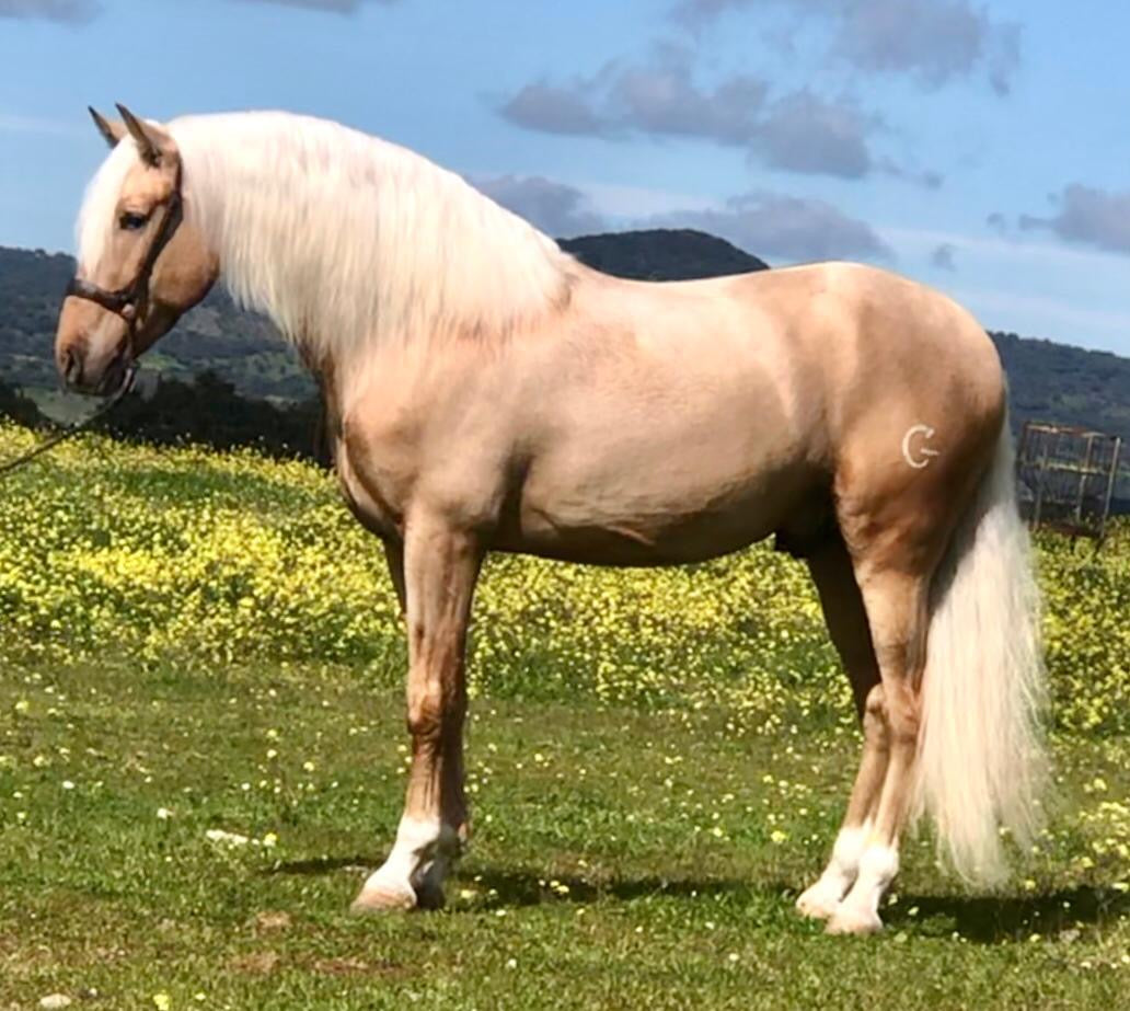 Horses – Fantastic PRE Horses