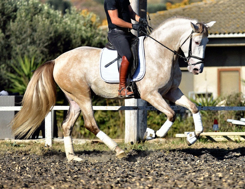 BIOR - False Isabelo