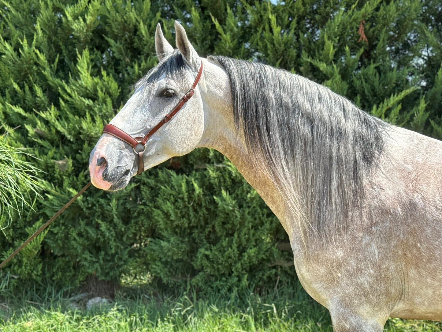 2- MERLI - GP mover Stallion - Pirofree