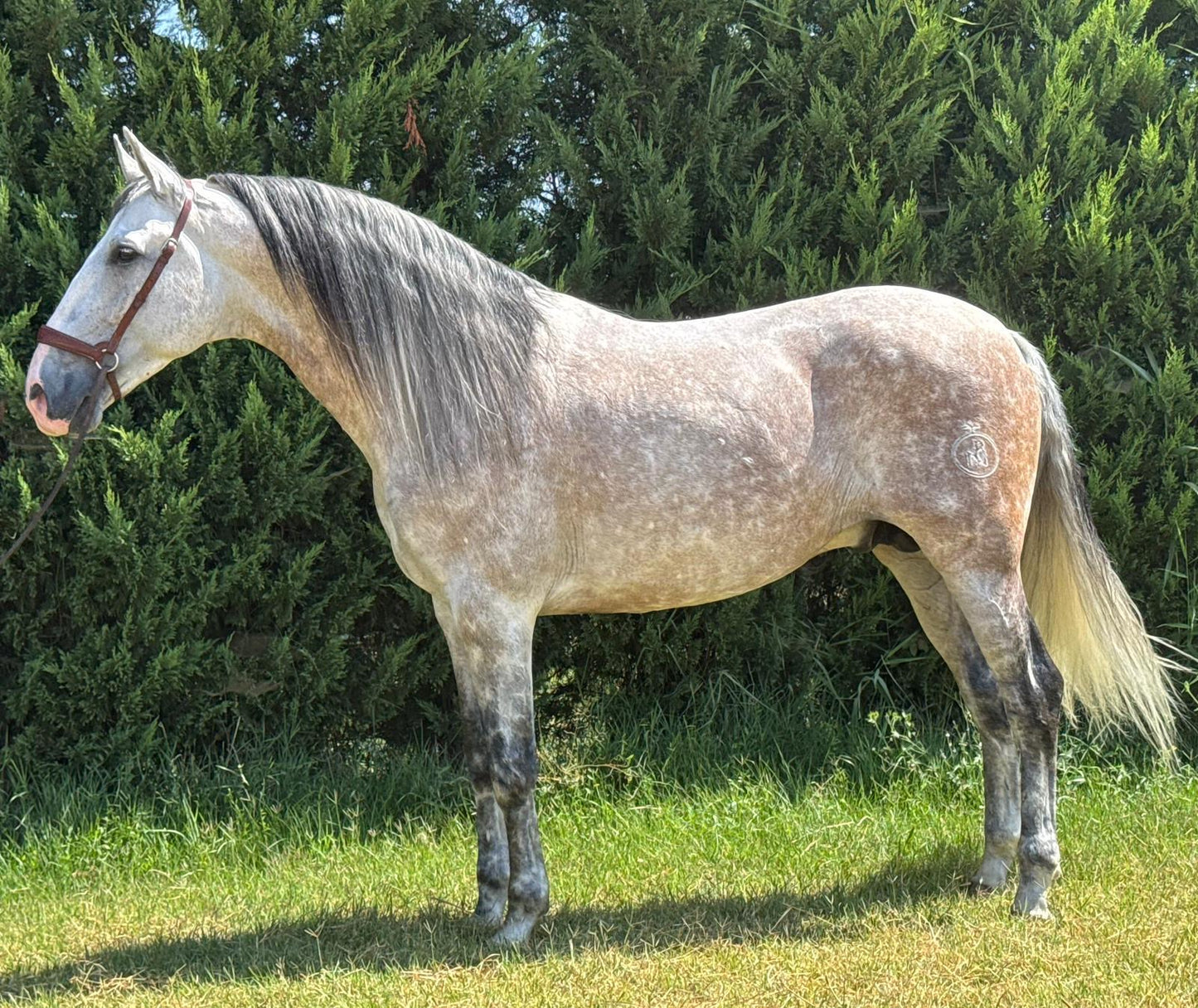 2- MERLI - GP mover Stallion - Pirofree