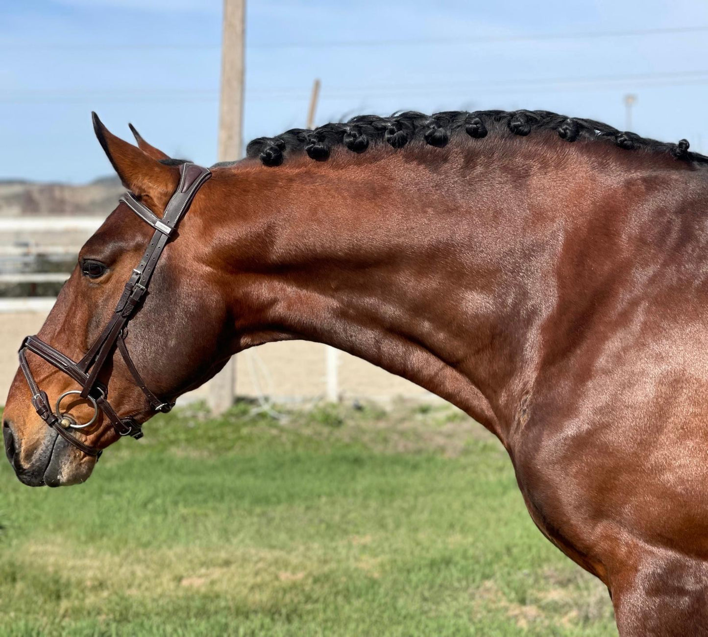 1- HAWA - 1.70Meters- stallion PIROFREE