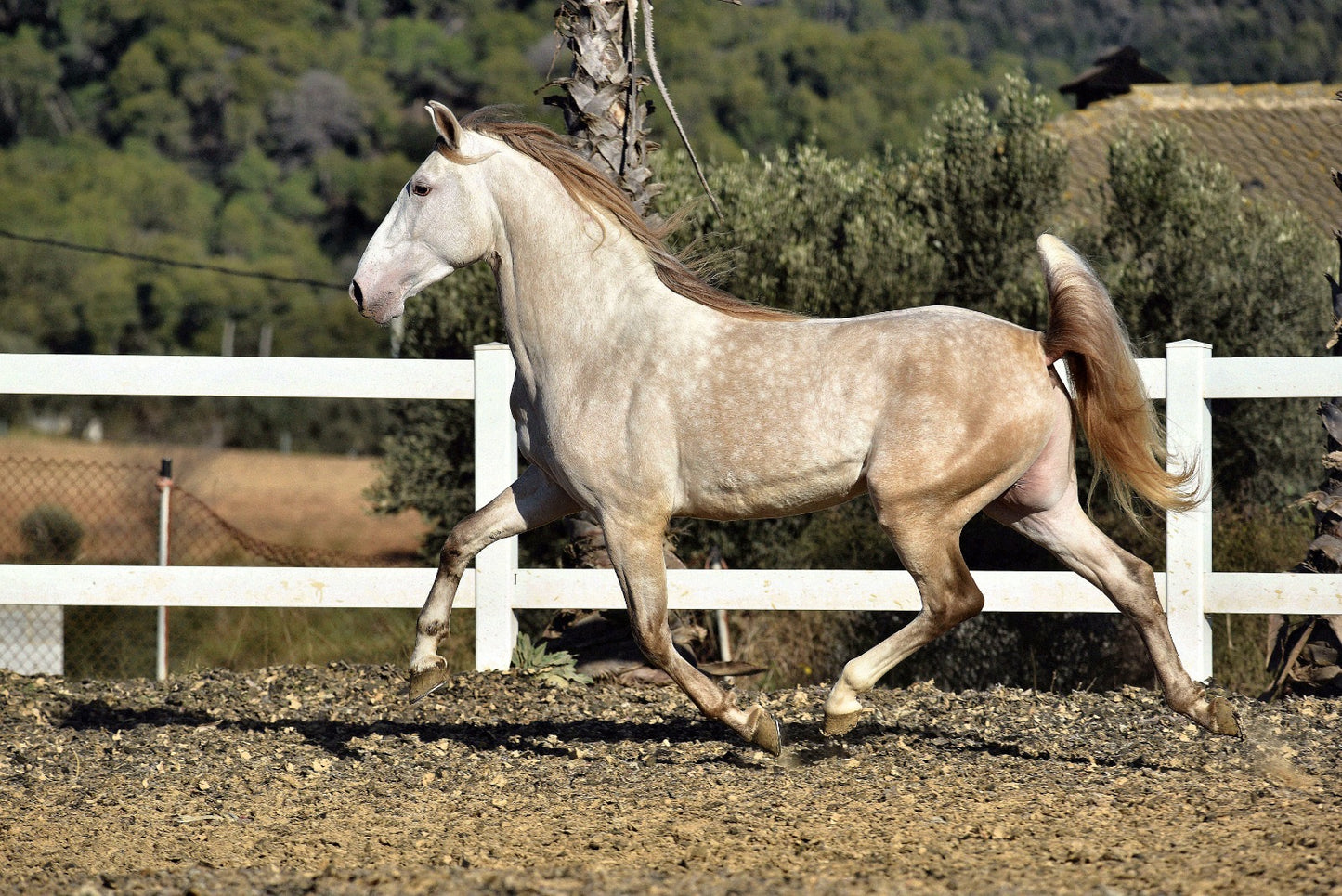 BIOR - False Isabelo