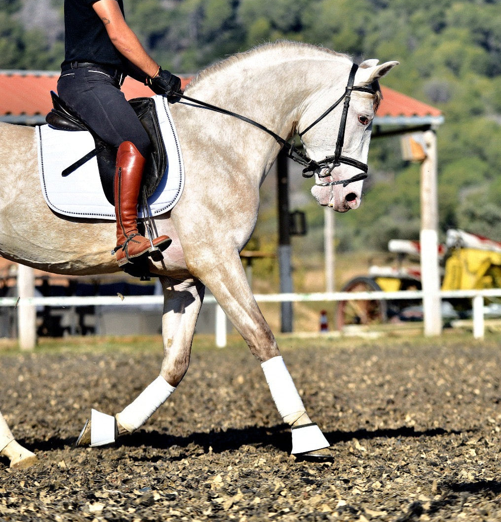 BIOR - False Isabelo