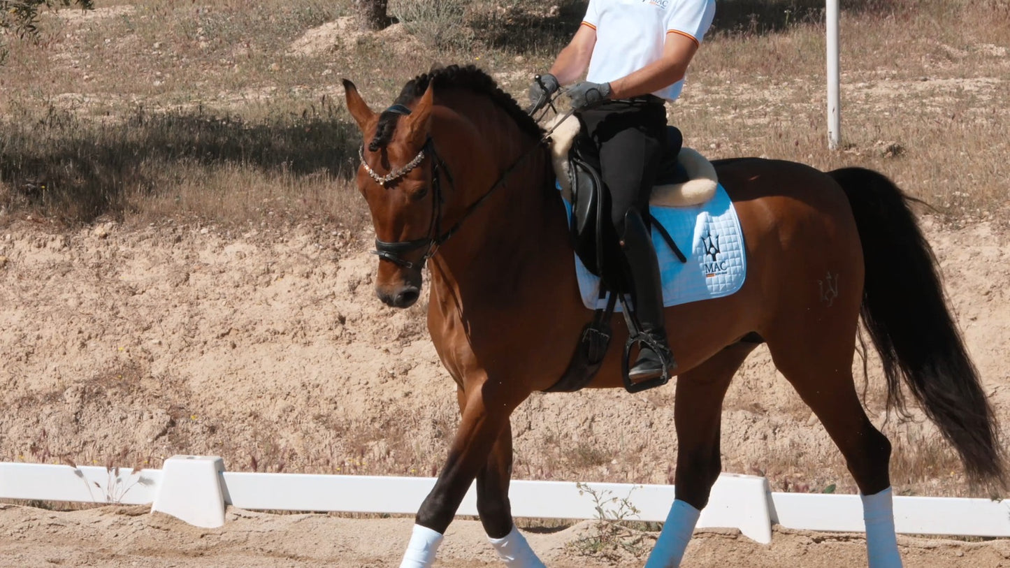 9- ARES - Top quality dressage horse with FEI potential and BOMPBROOF 100%