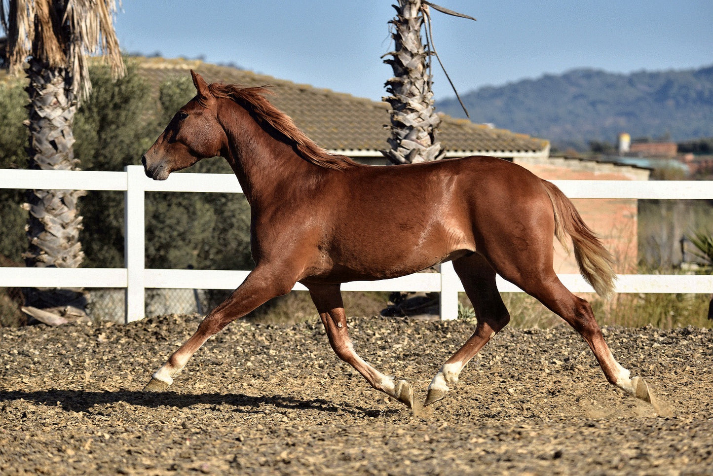 CAMPESINO - Top Bloodlines from Olympic horses