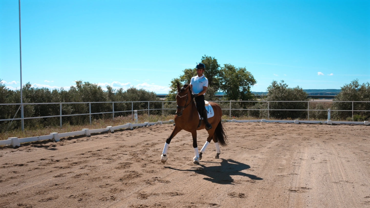 9- ARES - Top quality dressage horse with FEI potential and BOMPBROOF 100%