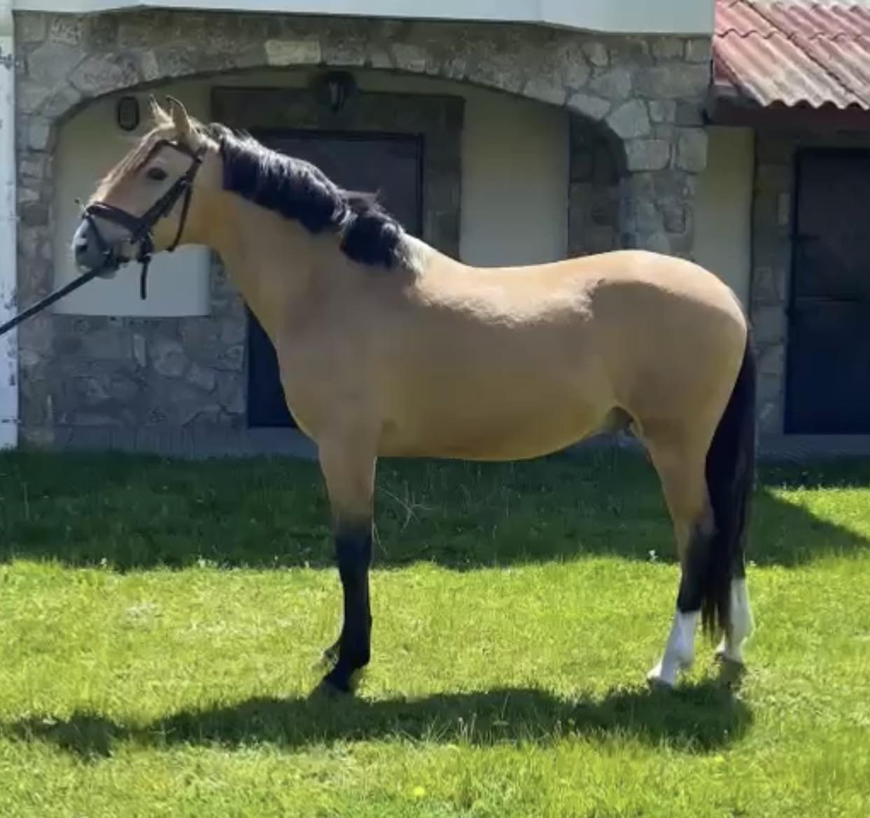 PONY LUSITANO