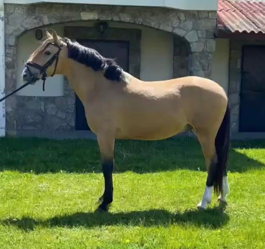 PONY LUSITANO