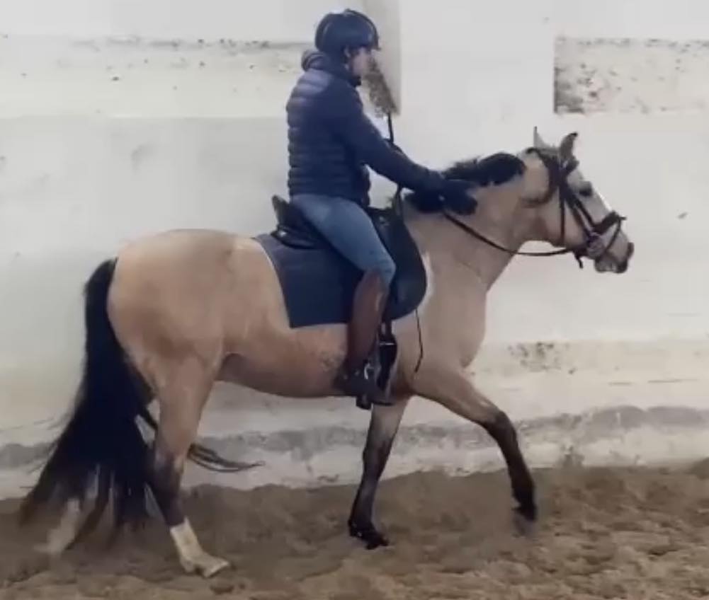 PONY LUSITANO