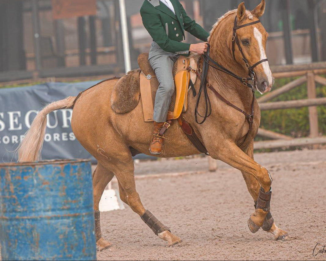 Working Equitation Lusitano