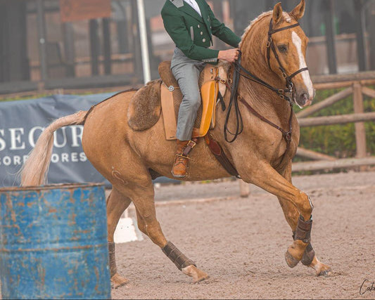 Working Equitation Lusitano