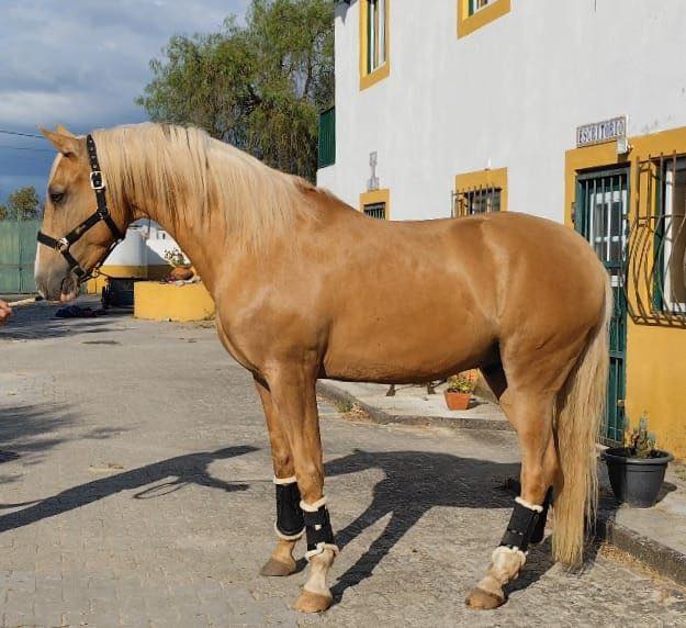 Working Equitation Lusitano