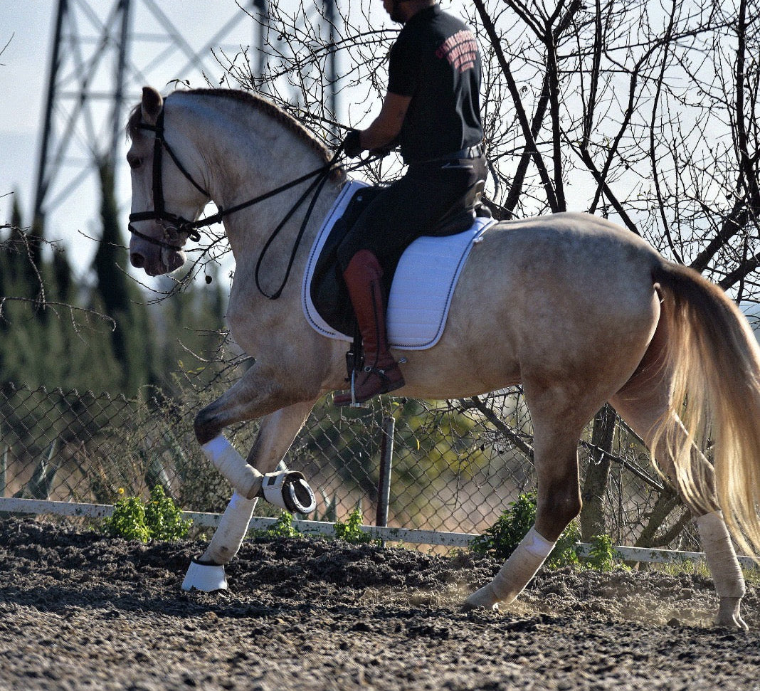 BIOR - False Isabelo