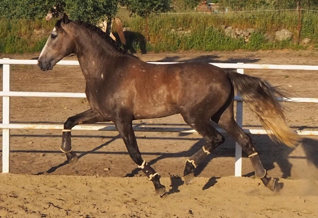 CAYETO