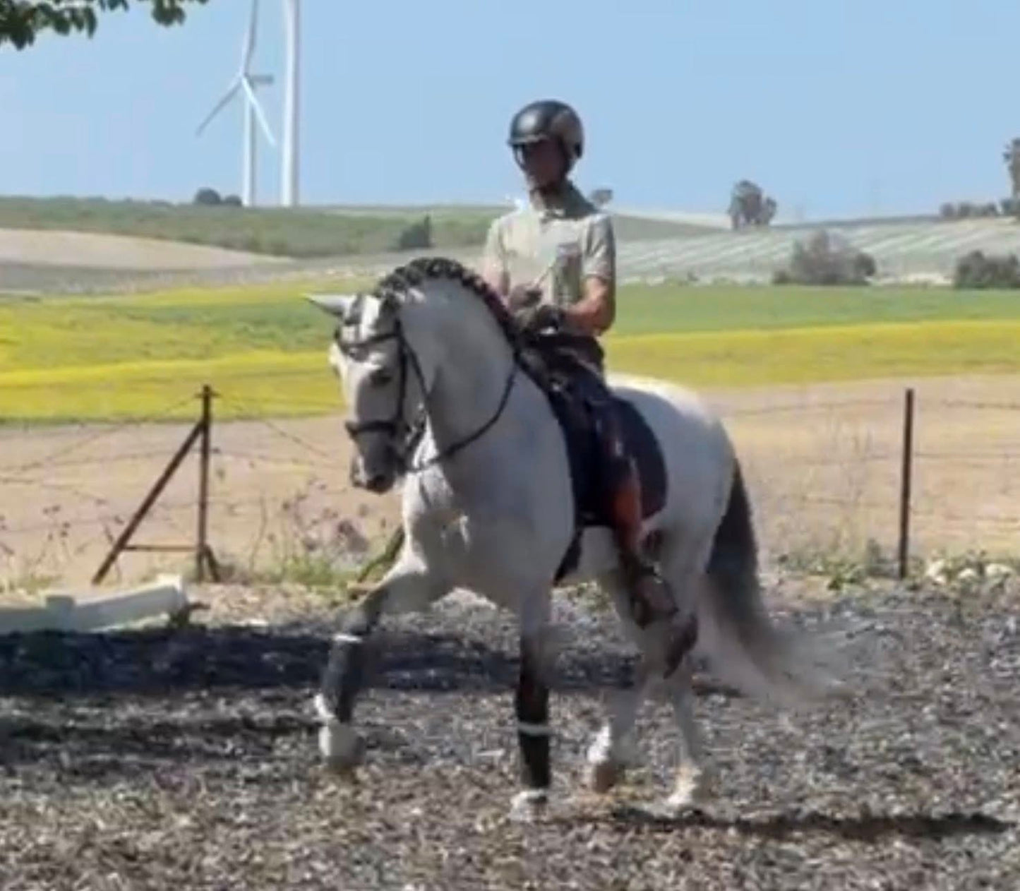 17- CARISMA - Bombproof with FEI Movements and show experienced- TOP horse in excellent price