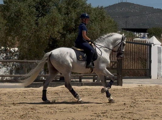 18-BONACHON - Amateur friendly young horse PRE