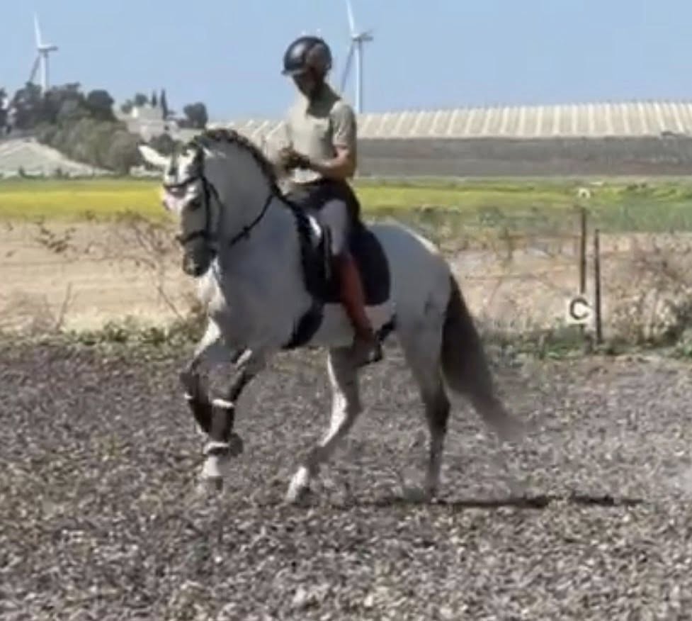 17- CARISMA - Bombproof with FEI Movements and show experienced- TOP horse in excellent price