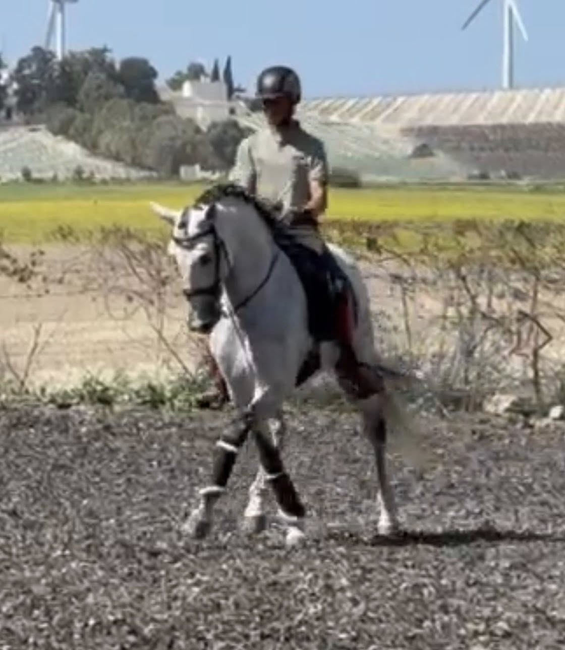 17- CARISMA - Bombproof with FEI Movements and show experienced- TOP horse in excellent price