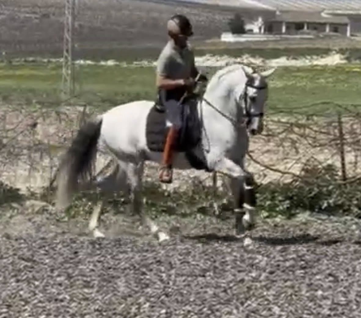 17- CARISMA - Bombproof with FEI Movements and show experienced- TOP horse in excellent price