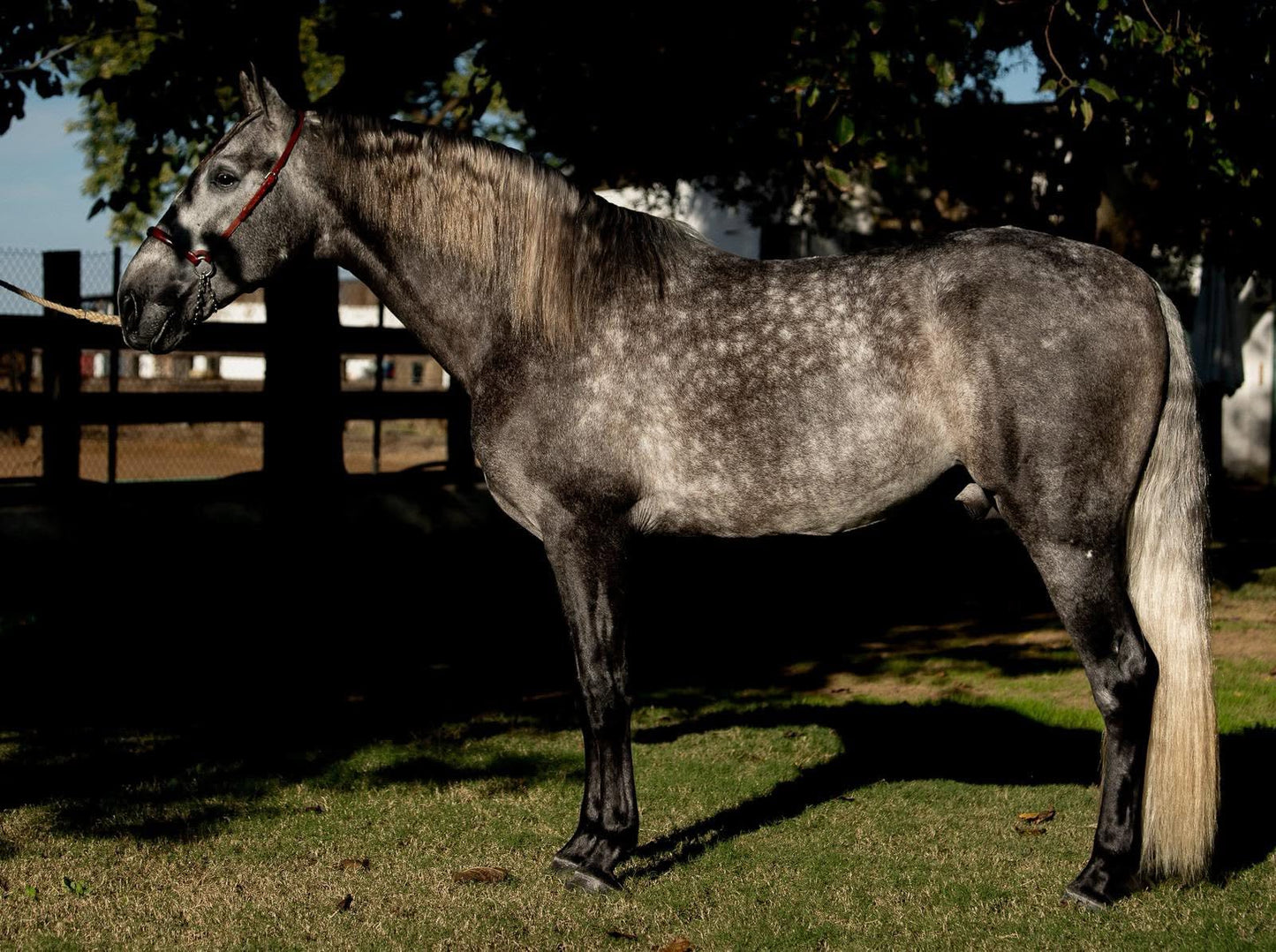 16-DAVE- Bompbroof youngster PRE ideal Adult Amateur riders