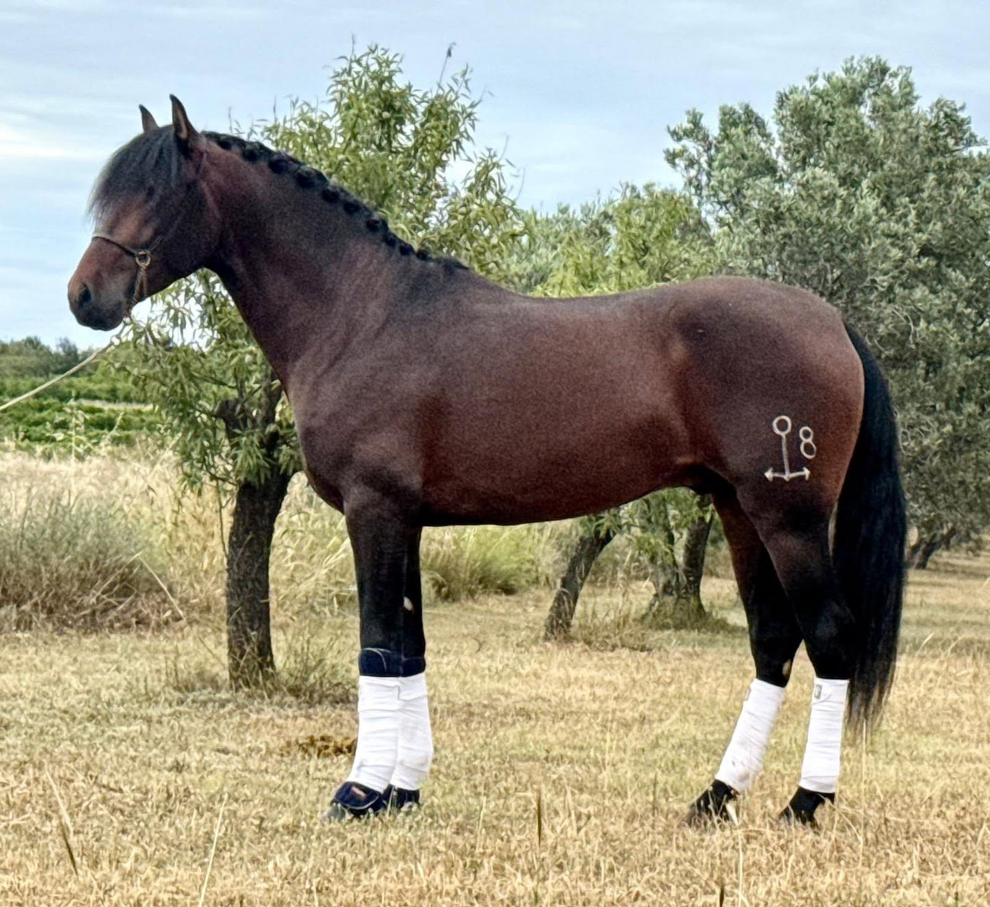 15-ANCLA - Future FEI Dressage show winner