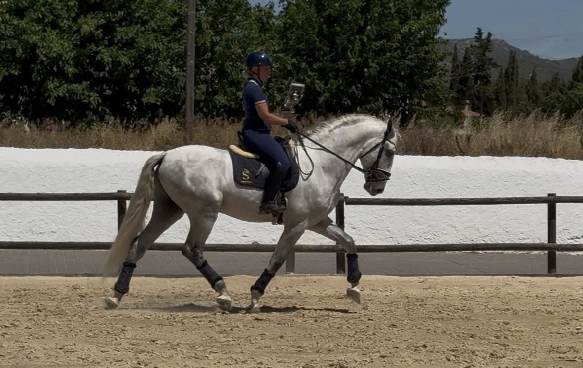 18-BONACHON - Amateur friendly young horse PRE