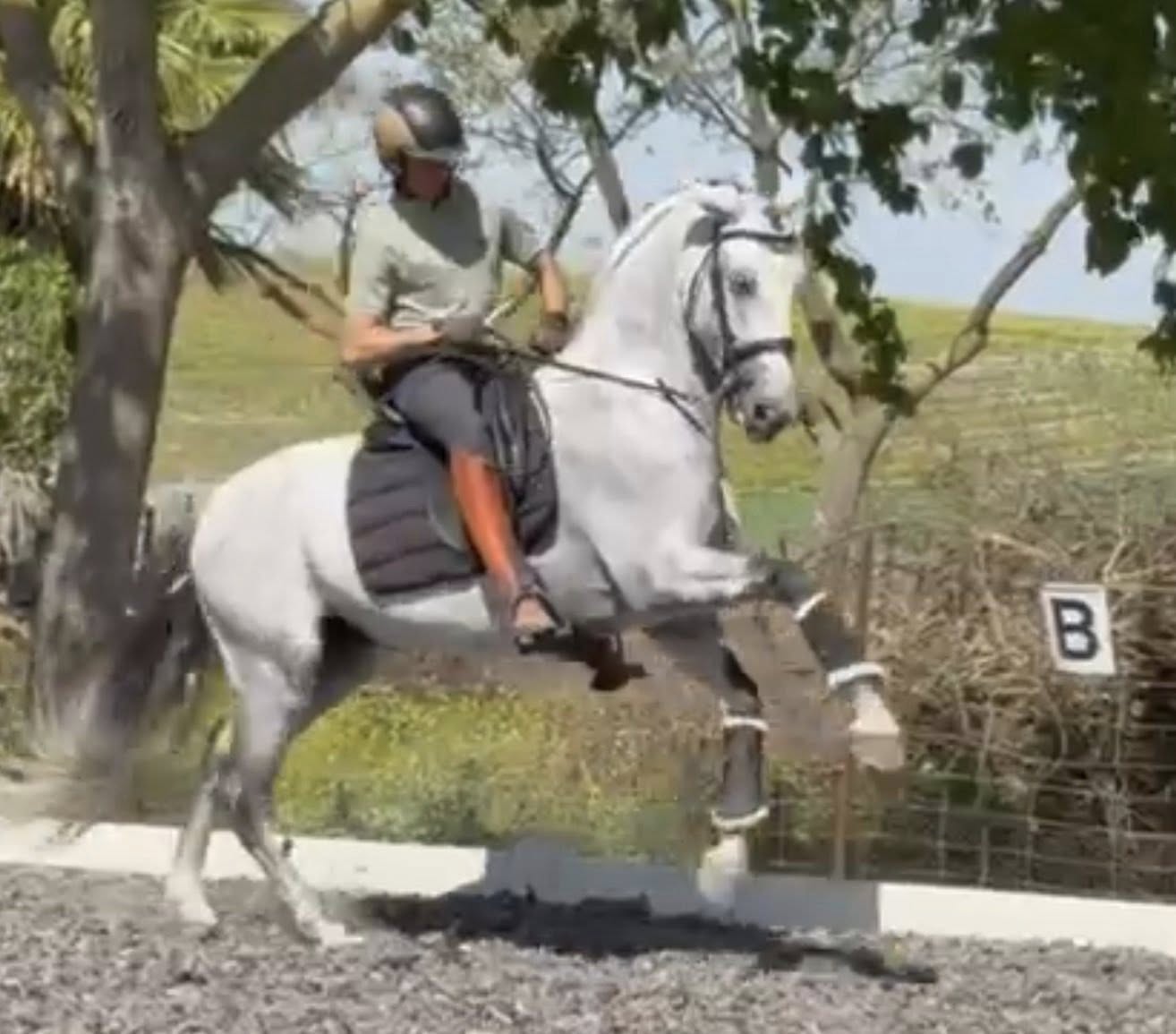 17- CARISMA - Bombproof with FEI Movements and show experienced- TOP horse in excellent price