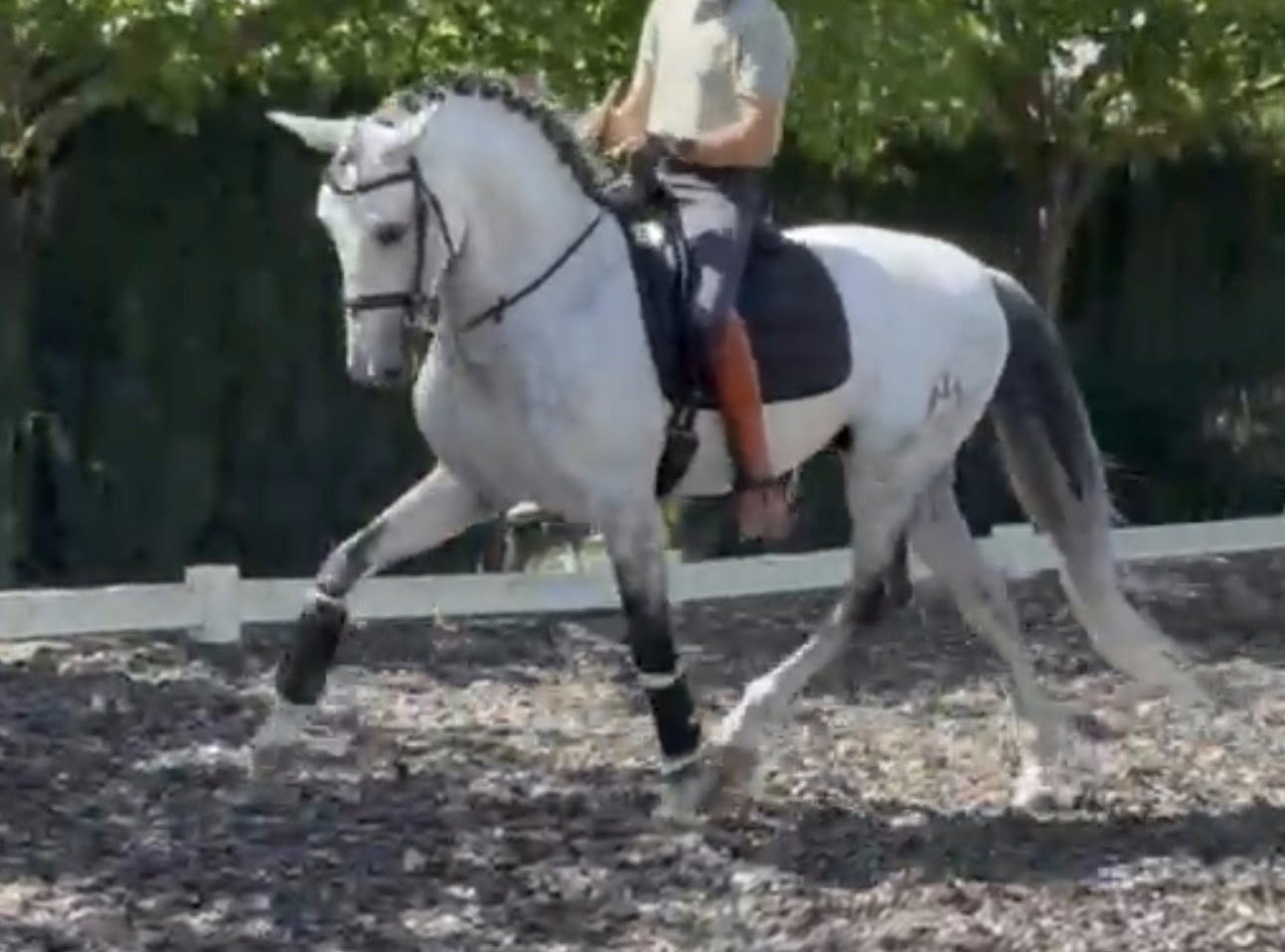 17- CARISMA - Bombproof with FEI Movements and show experienced- TOP horse in excellent price