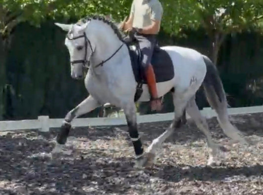 17- CARISMA - Bombproof with FEI Movements and show experienced- TOP horse in excellent price