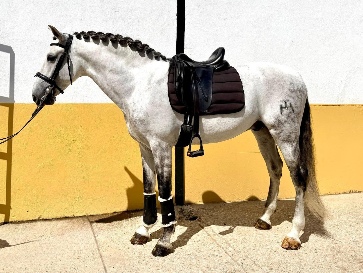 17- CARISMA - Bombproof with FEI Movements and show experienced- TOP horse in excellent price