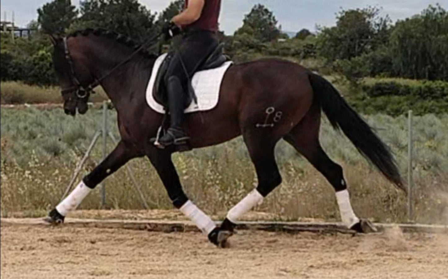 15-ANCLA - Future FEI Dressage show winner