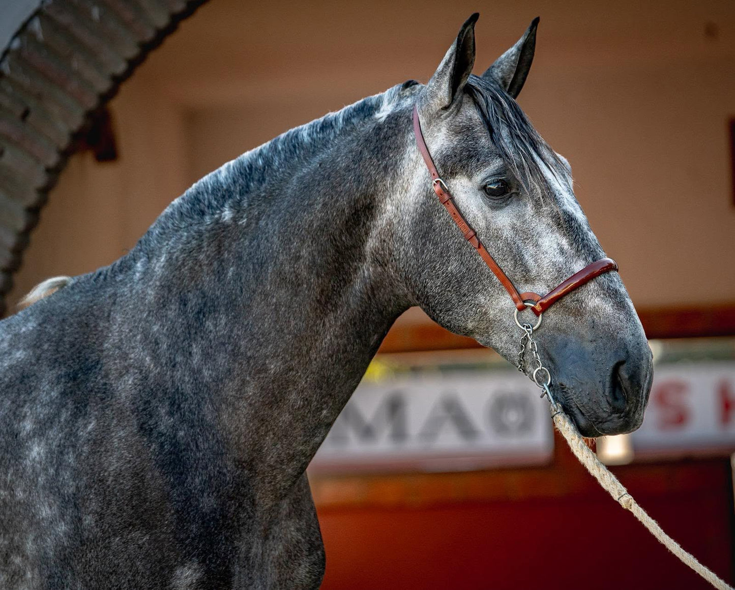16-DAVE- Bompbroof youngster PRE ideal Adult Amateur riders