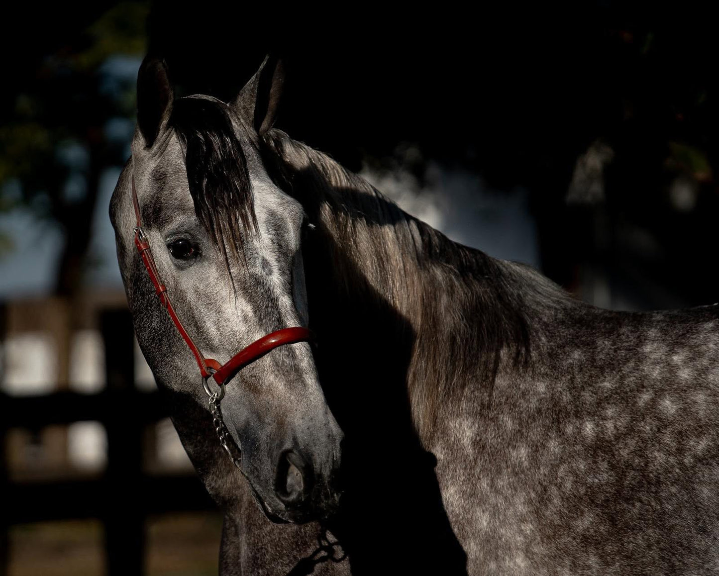16-DAVE- Bompbroof youngster PRE ideal Adult Amateur riders