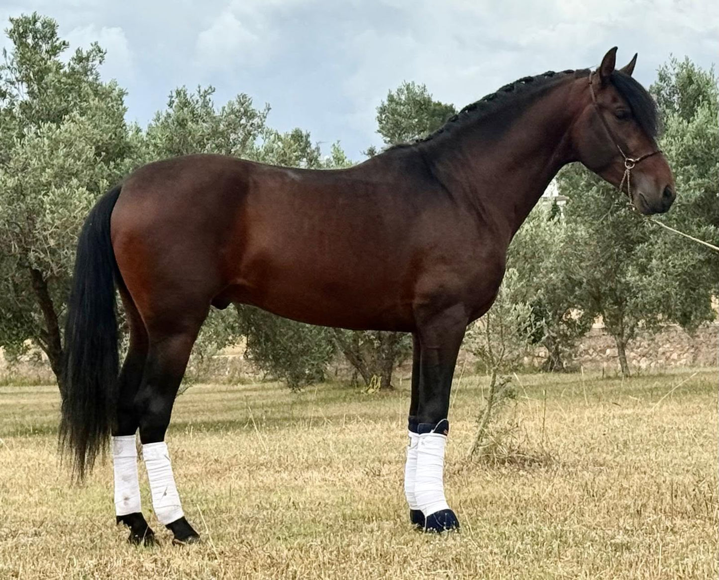 15-ANCLA - Future FEI Dressage show winner